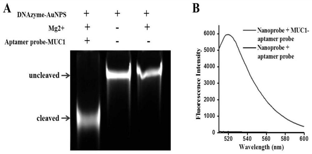 Gold nanoparticle sensor based on pin locking deoxyribozyme probe and application of gold nanoparticle sensor in detecting MUC1