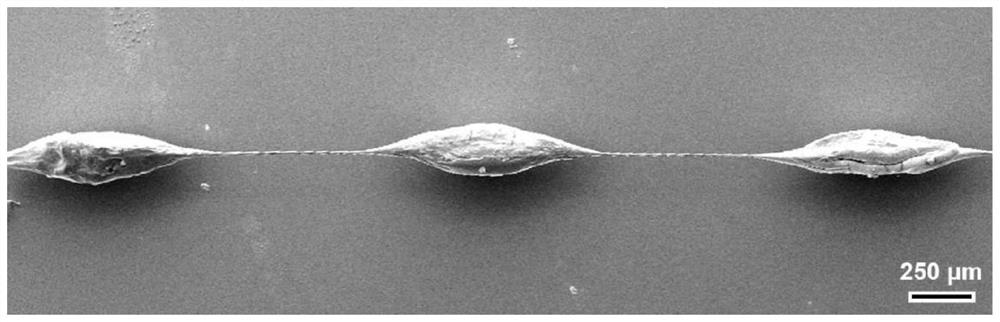 Cobweb-like hollow spindle knot microfiber device with water collection characteristic and preparation method