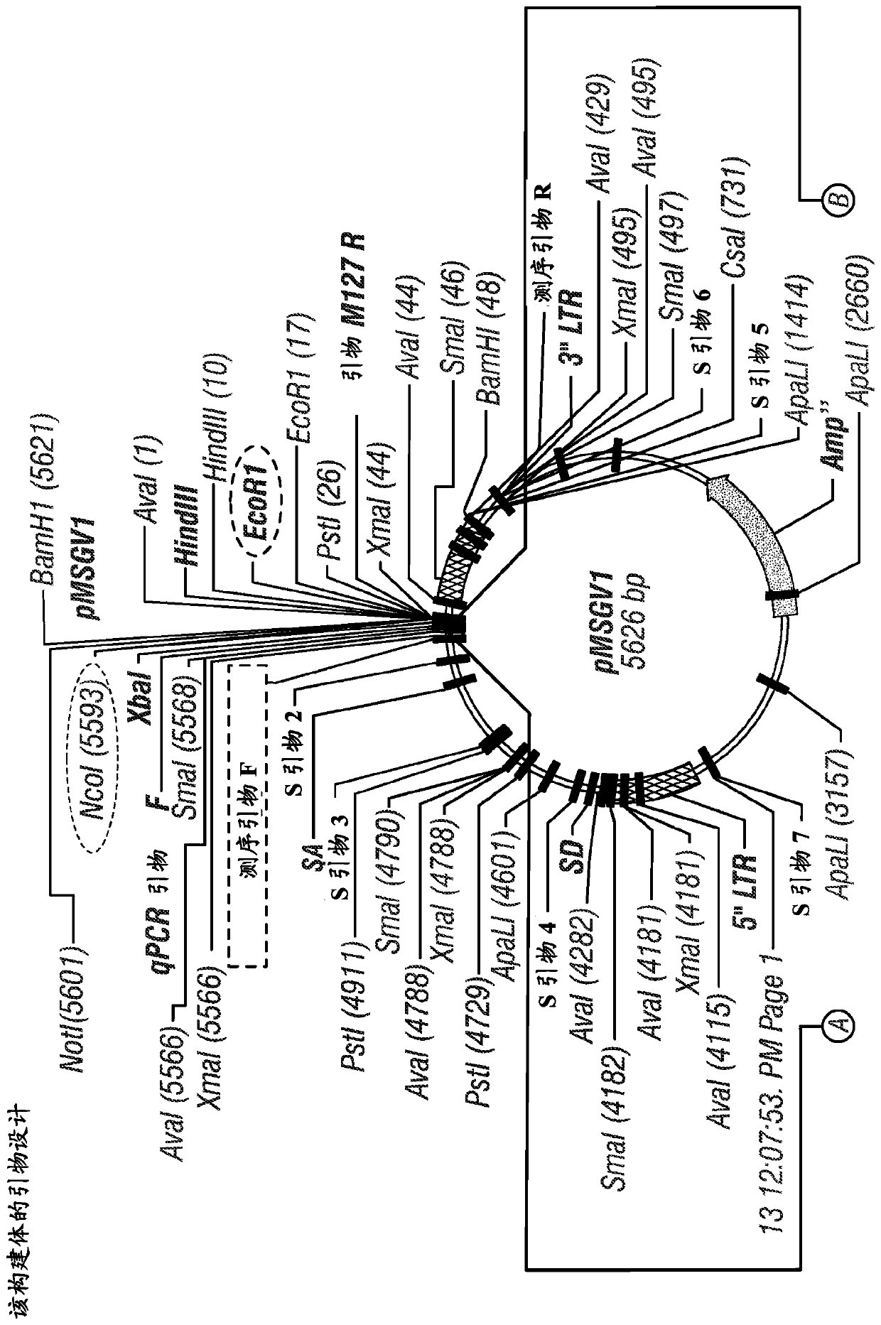 T cell receptors for immunotherapy