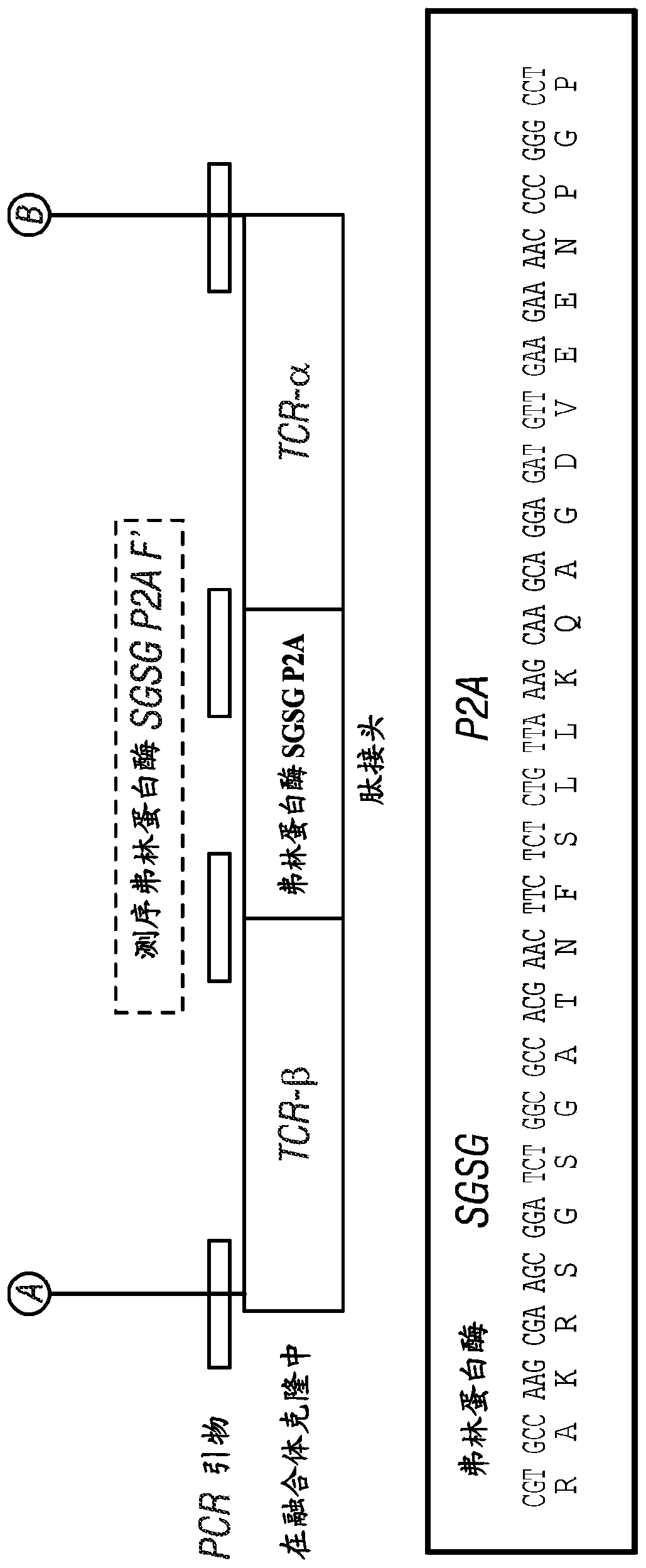 T cell receptors for immunotherapy