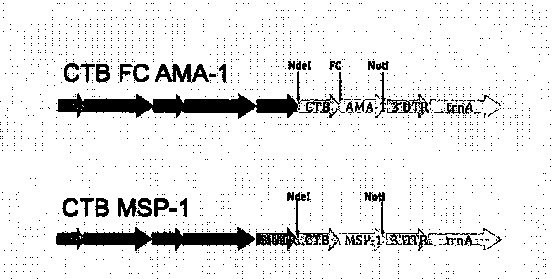 Chloroplast-derived human vaccine antigens against malaria