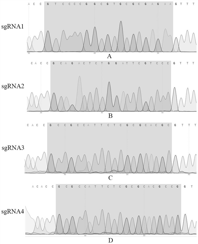 Two sgRNA guide sequences specifically targeting pig Pax7 gene and application