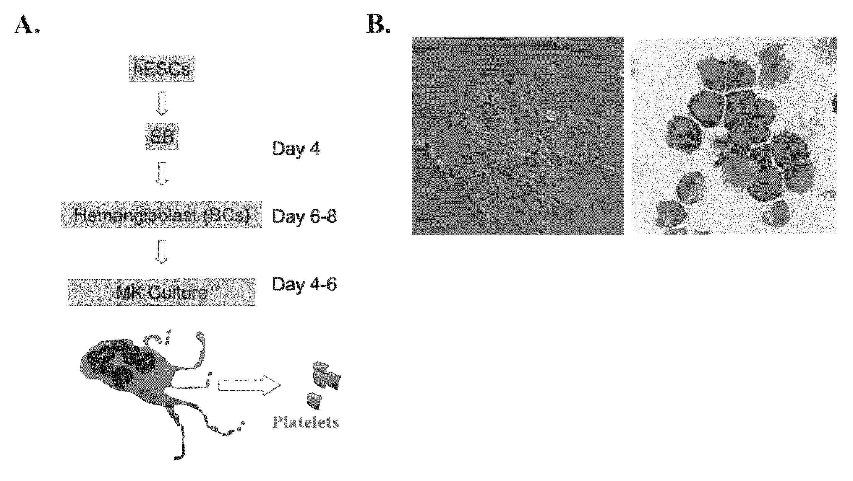 Large scale generation of functional megakaryocytes and platelets from human embryonic stem cells under stromal-free conditions