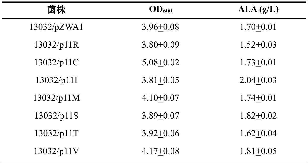 5-aminolevulinic acid synthetase mutant and its host cell and application