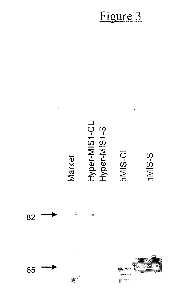 Mullerian inhibiting substance (MIS) analogues