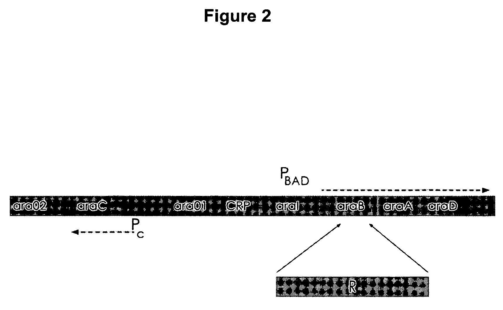 Controlled lysis of bacteria