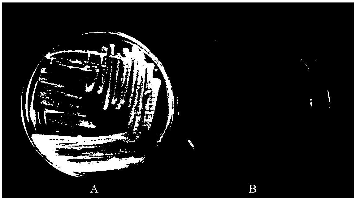 Method of biosynthesizing nanometer tellurium by utilizing bacillus licheniformis and application of method