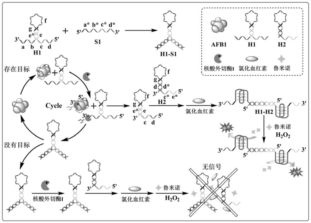 Probe group and kit for detecting aflatoxin B1 and application of probe group and kit