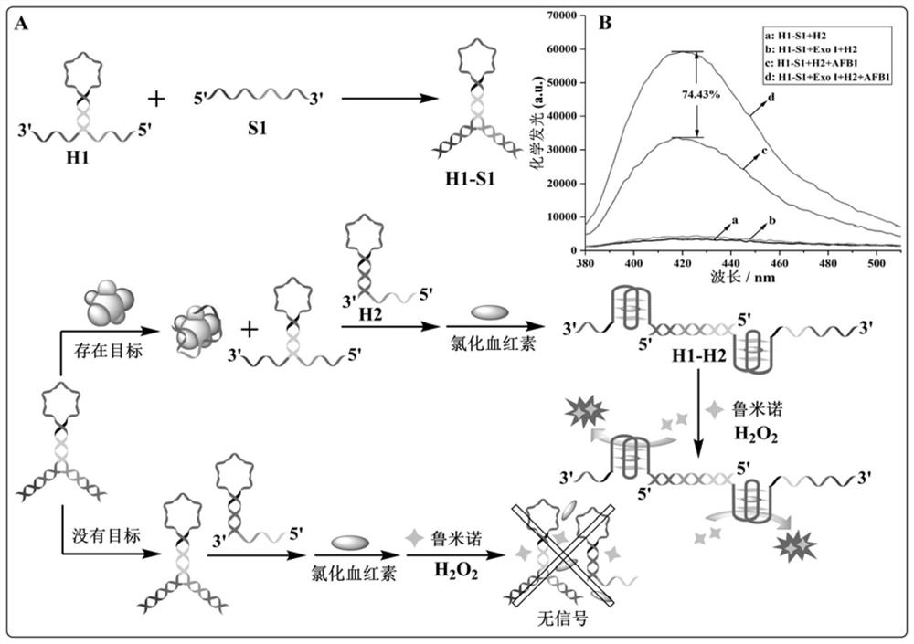 Probe group and kit for detecting aflatoxin B1 and application of probe group and kit