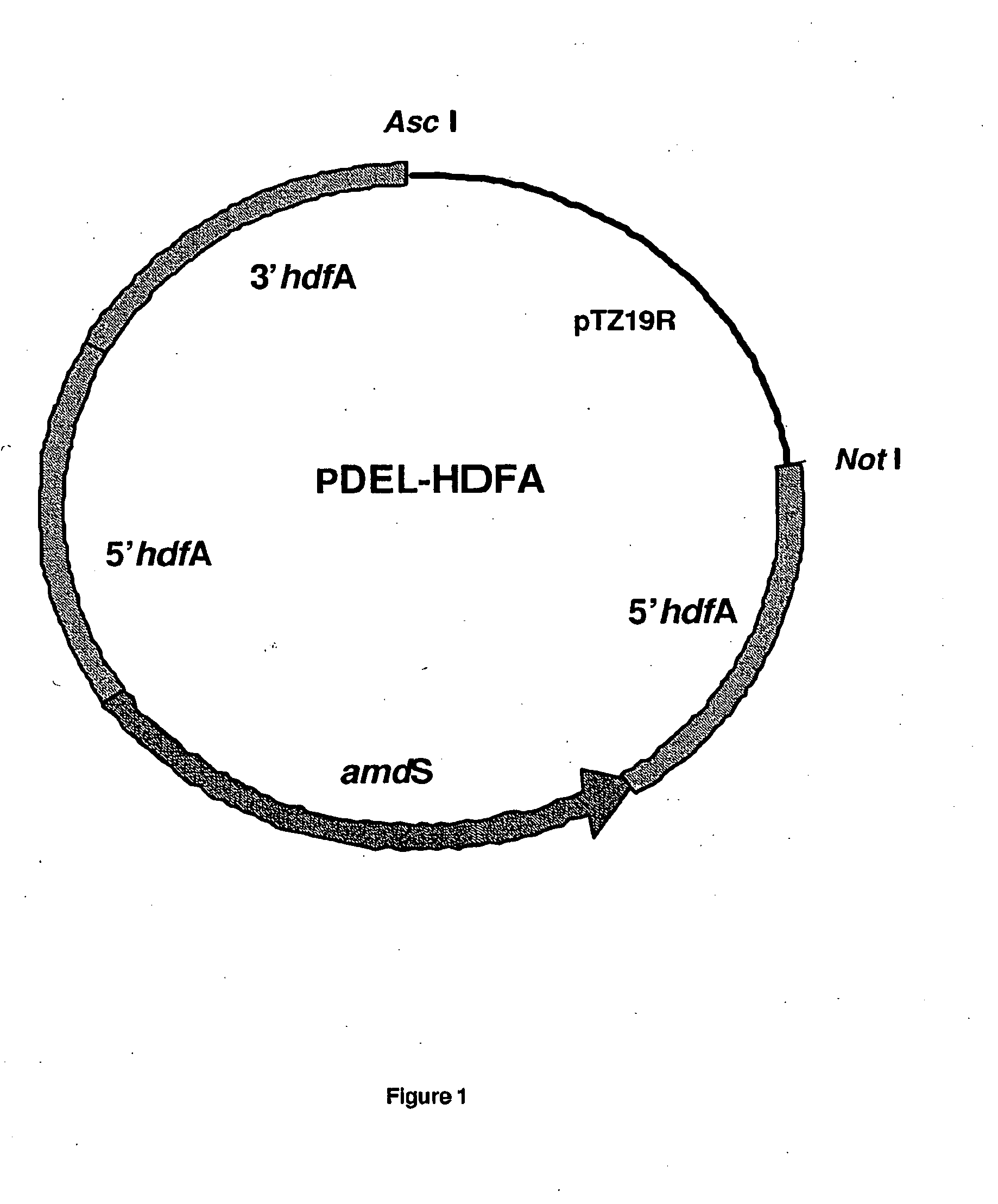 Filamentous Fungal Mutants With Improved Homologous Recombination Efficiency