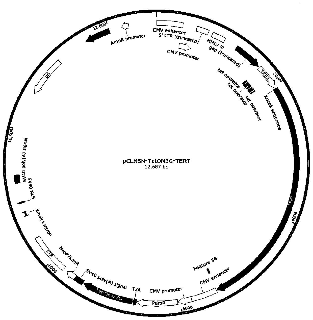 Controllable immortalized retrovirus vector and human umbilical cord mesenchymal stem cell and construction method thereof