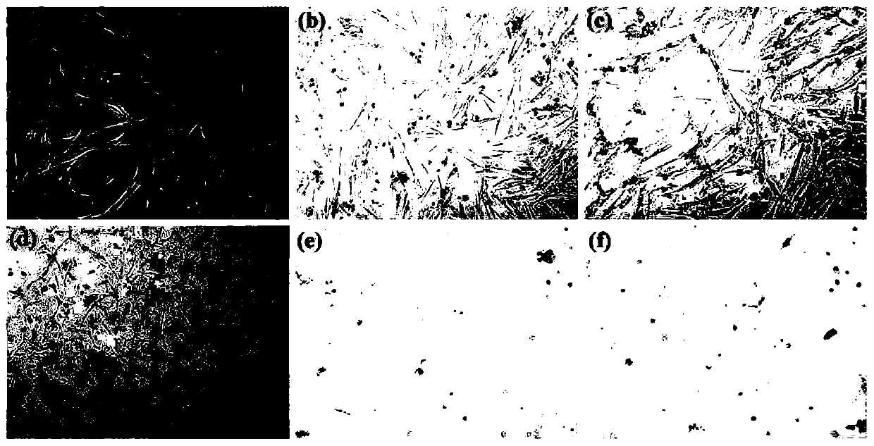 Controllable immortalized retrovirus vector and human umbilical cord mesenchymal stem cell and construction method thereof