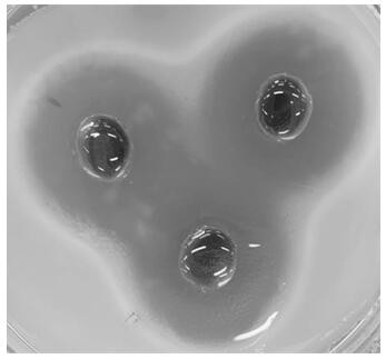 Probiotic composition and application thereof