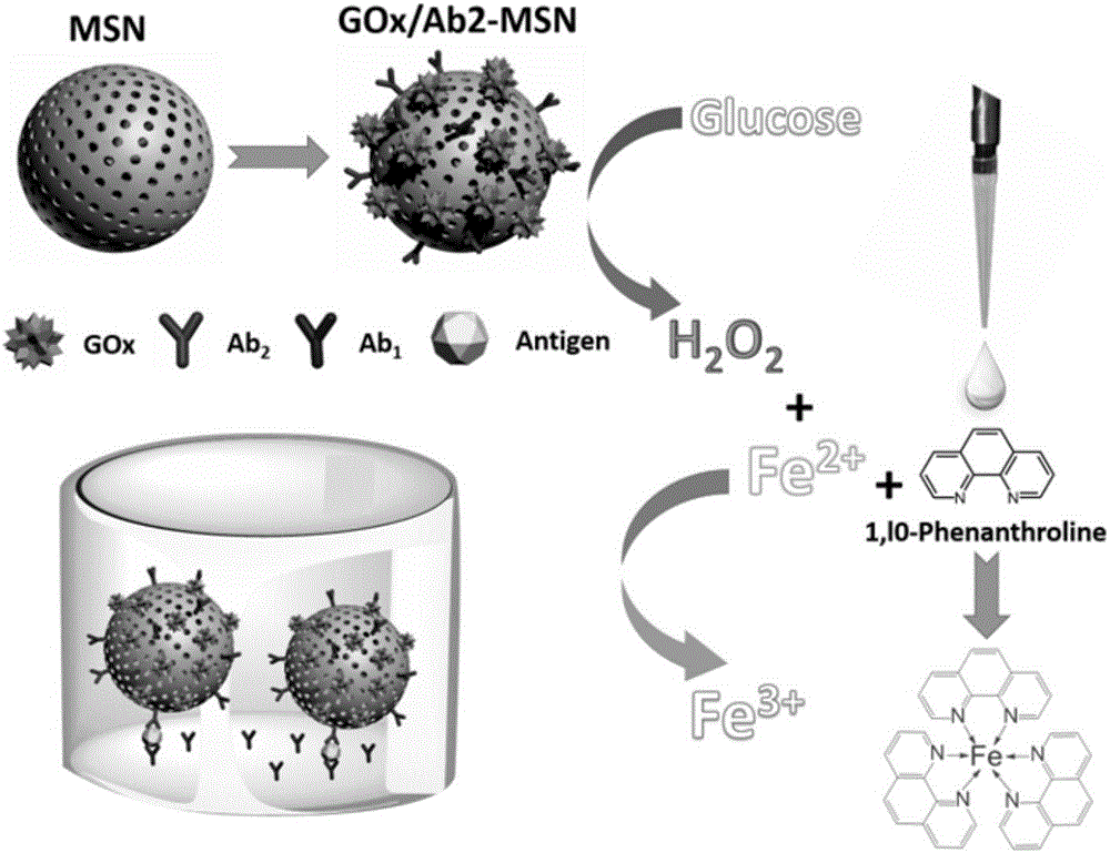 Method for detecting human IgG concentration