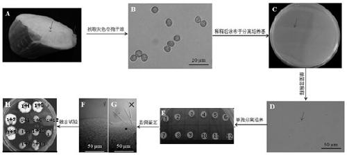 A kind of wild rice smut haploid strain uemt2 and its application