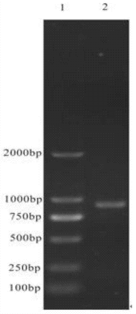 A Dissimilatory Iron-Reducing Bacteria and Its Application