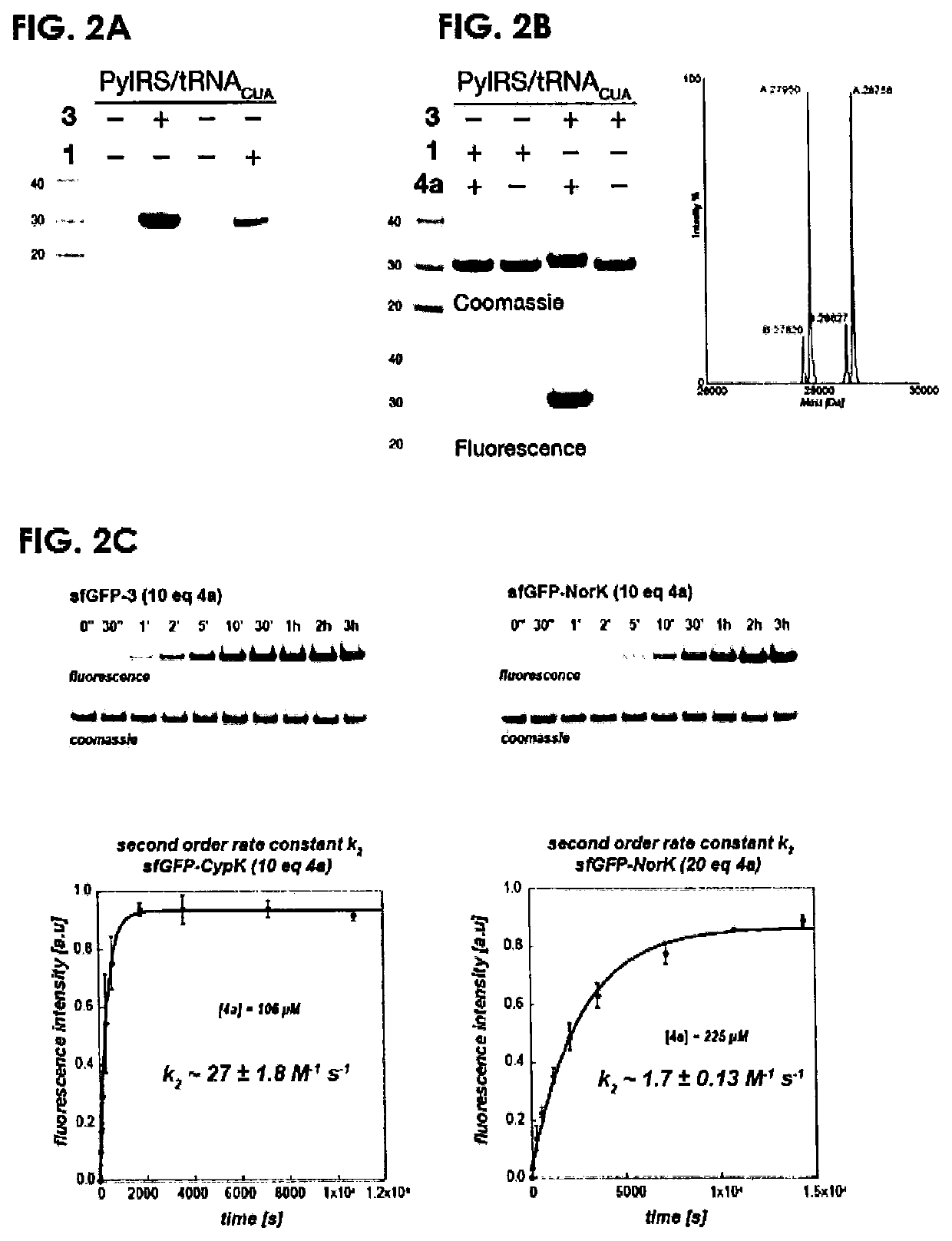 Cyclopropene amino acids and methods