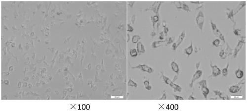 New uses of cd133 plasmid