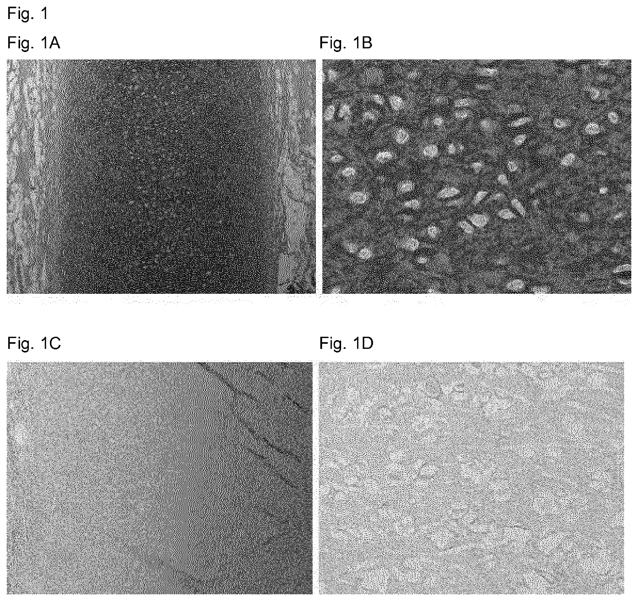 Elastin reduction allowing recellularization of cartilage implants