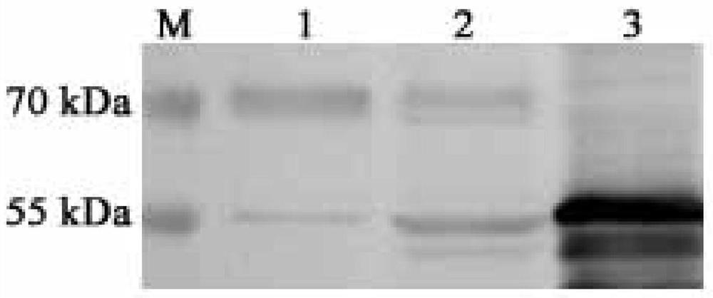 Preparation of eimeria tenella recombinant polypeptide vaccine VNQS and application method of eimeria tenella recombinant polypeptide vaccine VNQS in resisting chicken coccidiosis