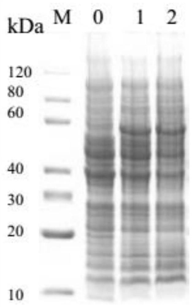 Preparation of eimeria tenella recombinant polypeptide vaccine VNQS and application method of eimeria tenella recombinant polypeptide vaccine VNQS in resisting chicken coccidiosis