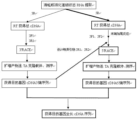 cDNA sequence and amino acid sequence of lugworm fibrinolytic enzyme with thrombolysis activity