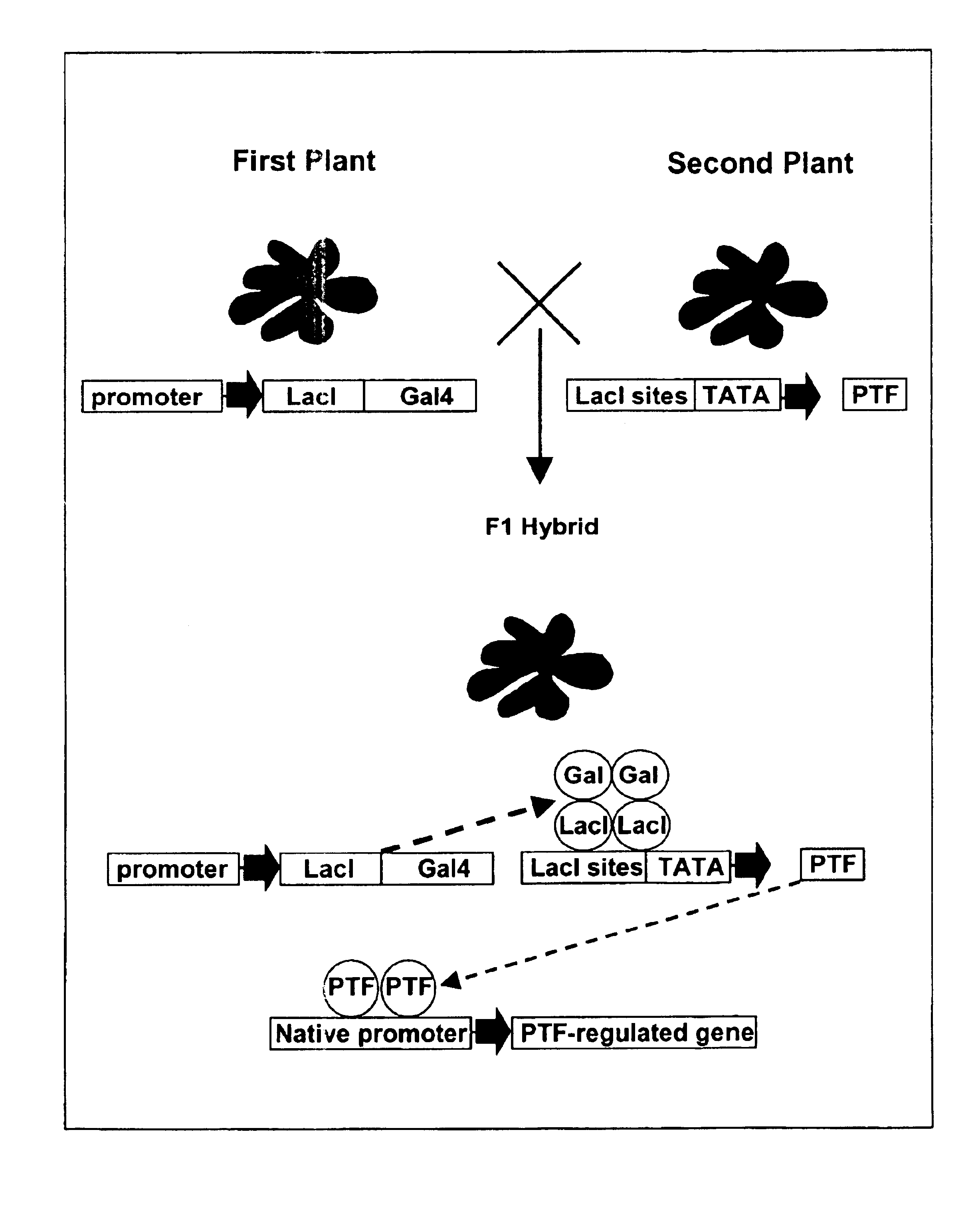 Genetic trait breeding method