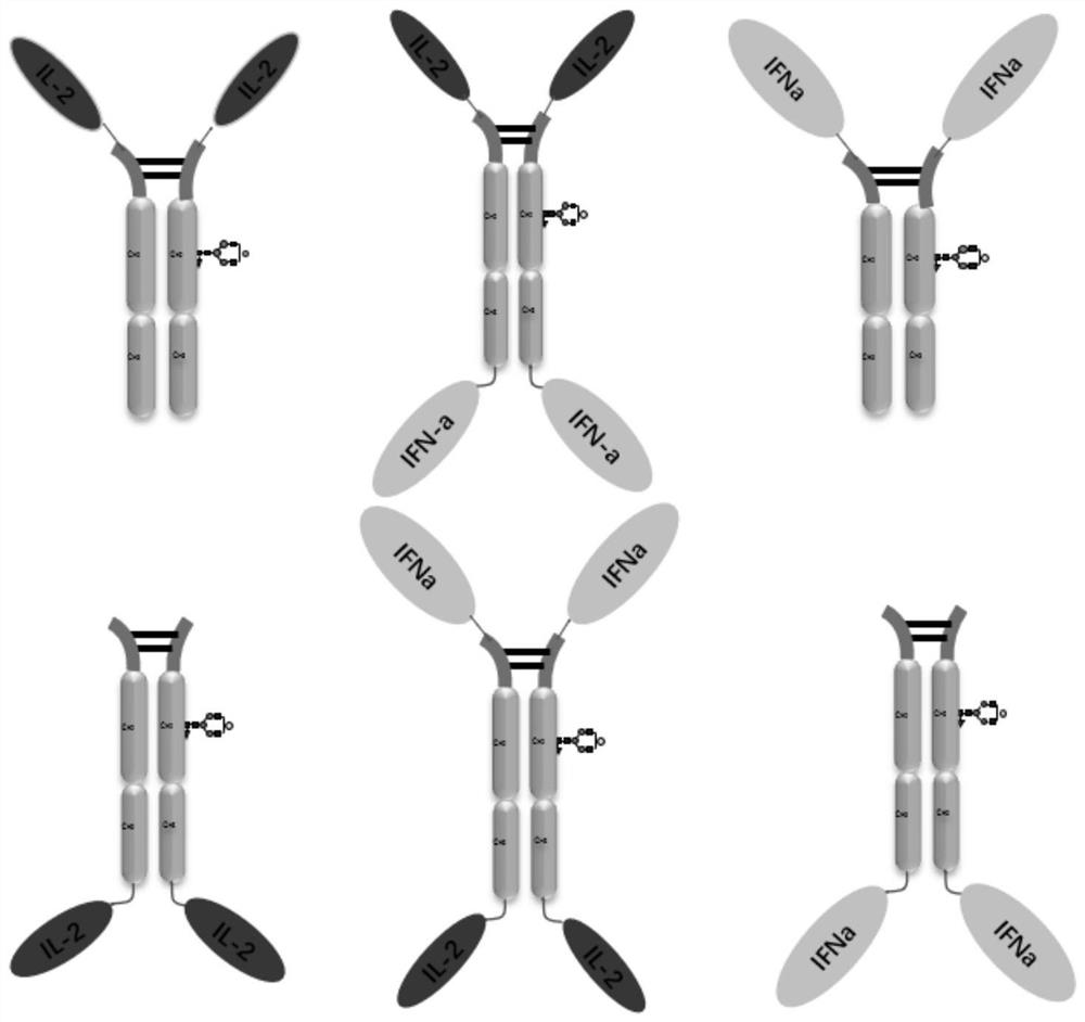 Design, preparation and application of novel IL-2, INF alpha and Fc fusion protein