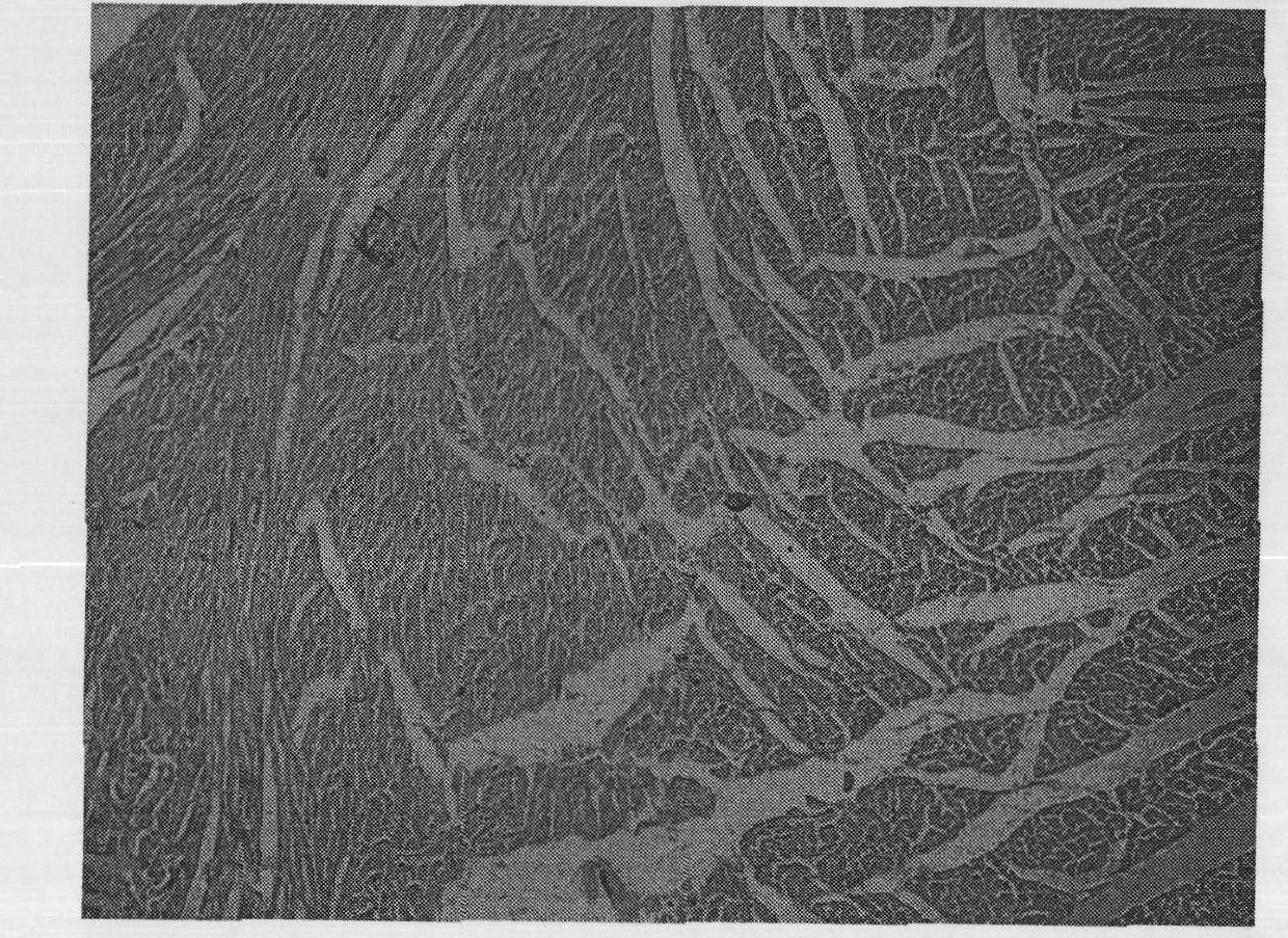 Medical purpose of phenylpropanoid glycosides