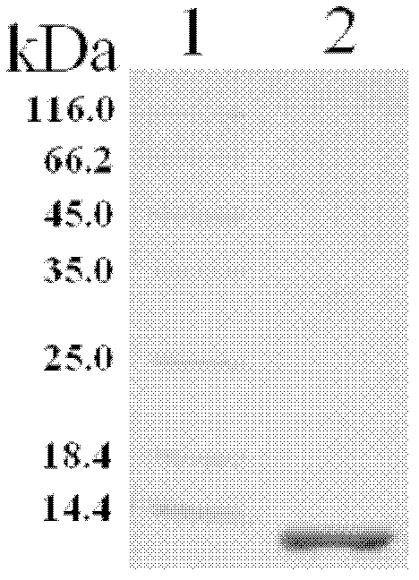 Thioredoxin and preparation method and application thereof