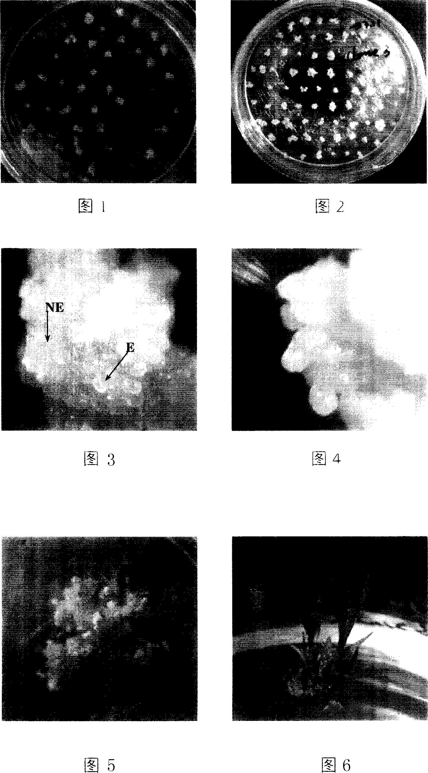 Regeneration method of Japanese lawngrass