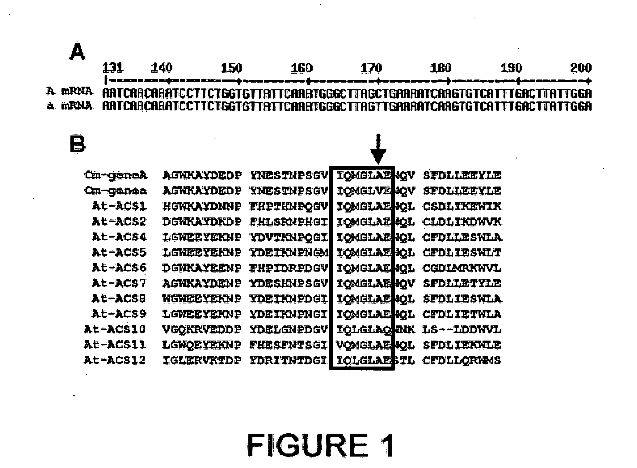 Genetic system for controlling the floral development of a dicotyledon plant, and implementation in detection and selection processes