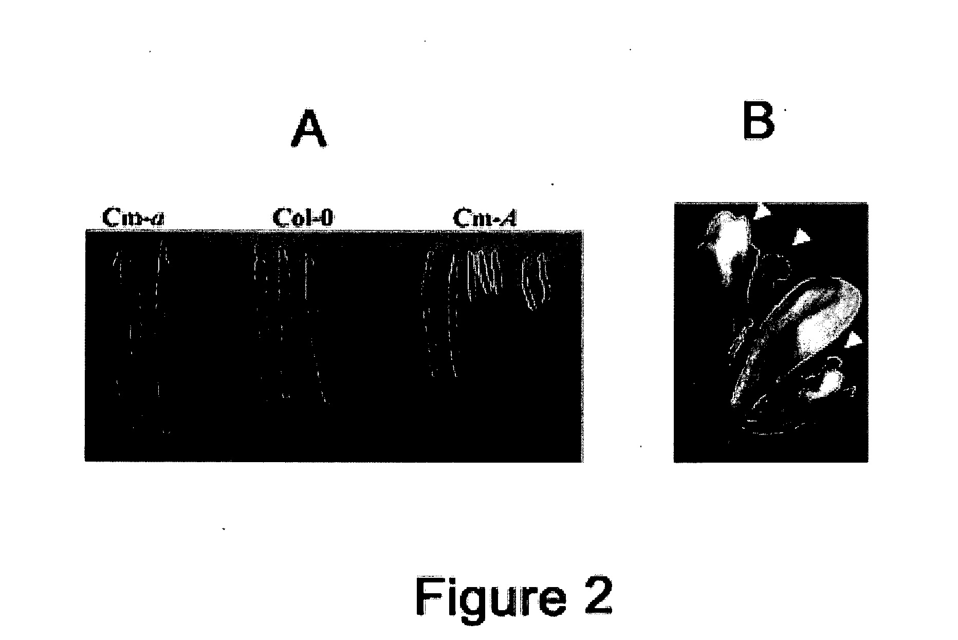 Genetic system for controlling the floral development of a dicotyledon plant, and implementation in detection and selection processes