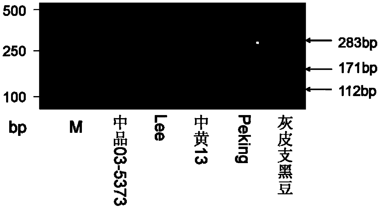 Anti-soybean cyst nematode-related caps marker detection method and primers