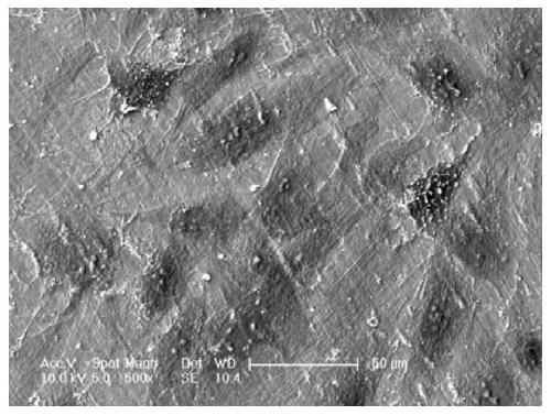 A kind of tantalum boride biological coating and its preparation method and application