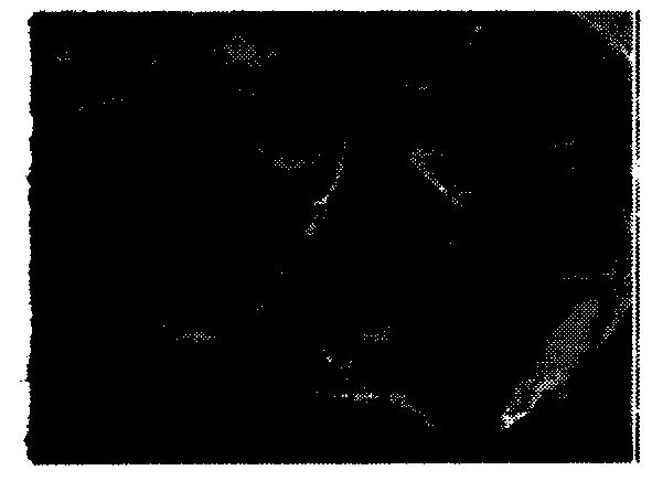 Method for preparing fluorine- and -nitrogen-doped graphene-like laminated material