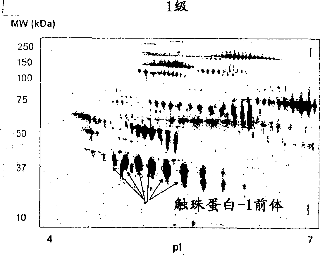 Diagnostic marker for ovarian cancer