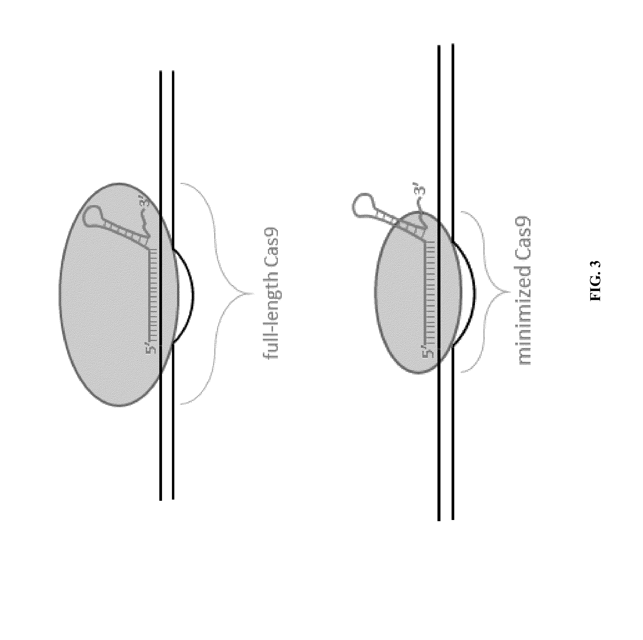 Cas9-recombinase fusion proteins and uses thereof