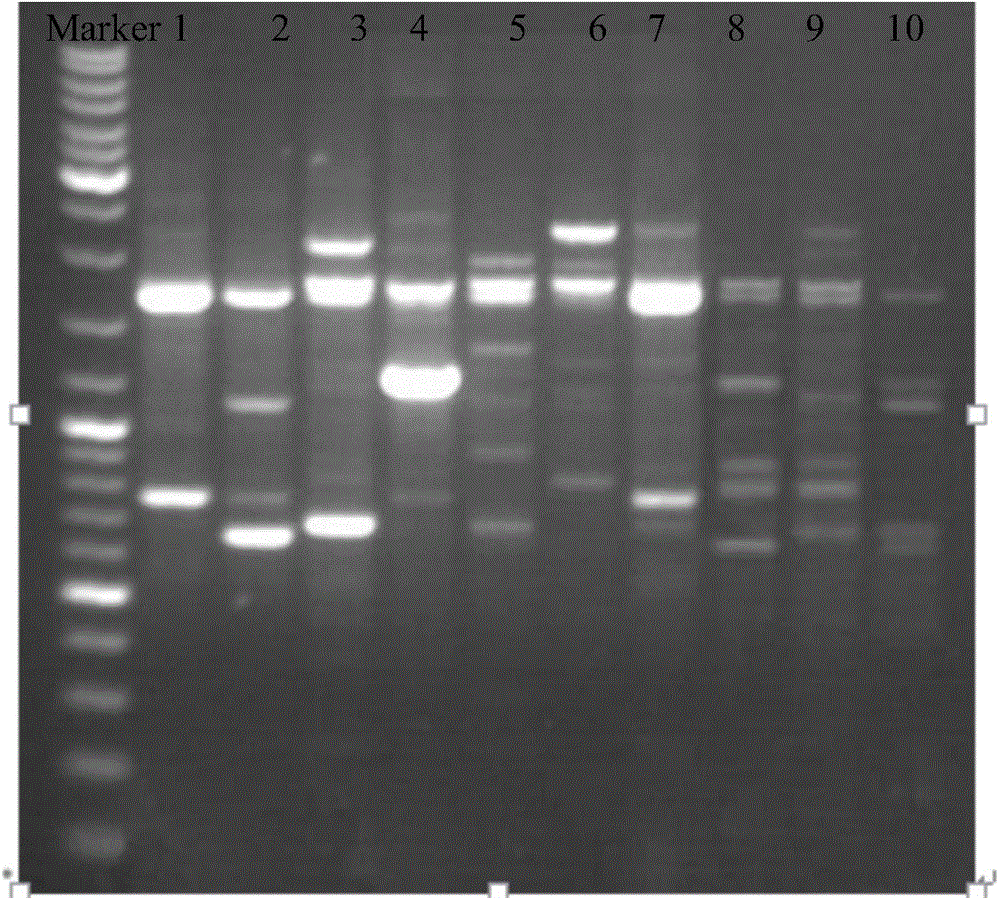 A Molecular Marker Method for Phylogenetic Relationship and Cluster Analysis of Bactrocera citrus