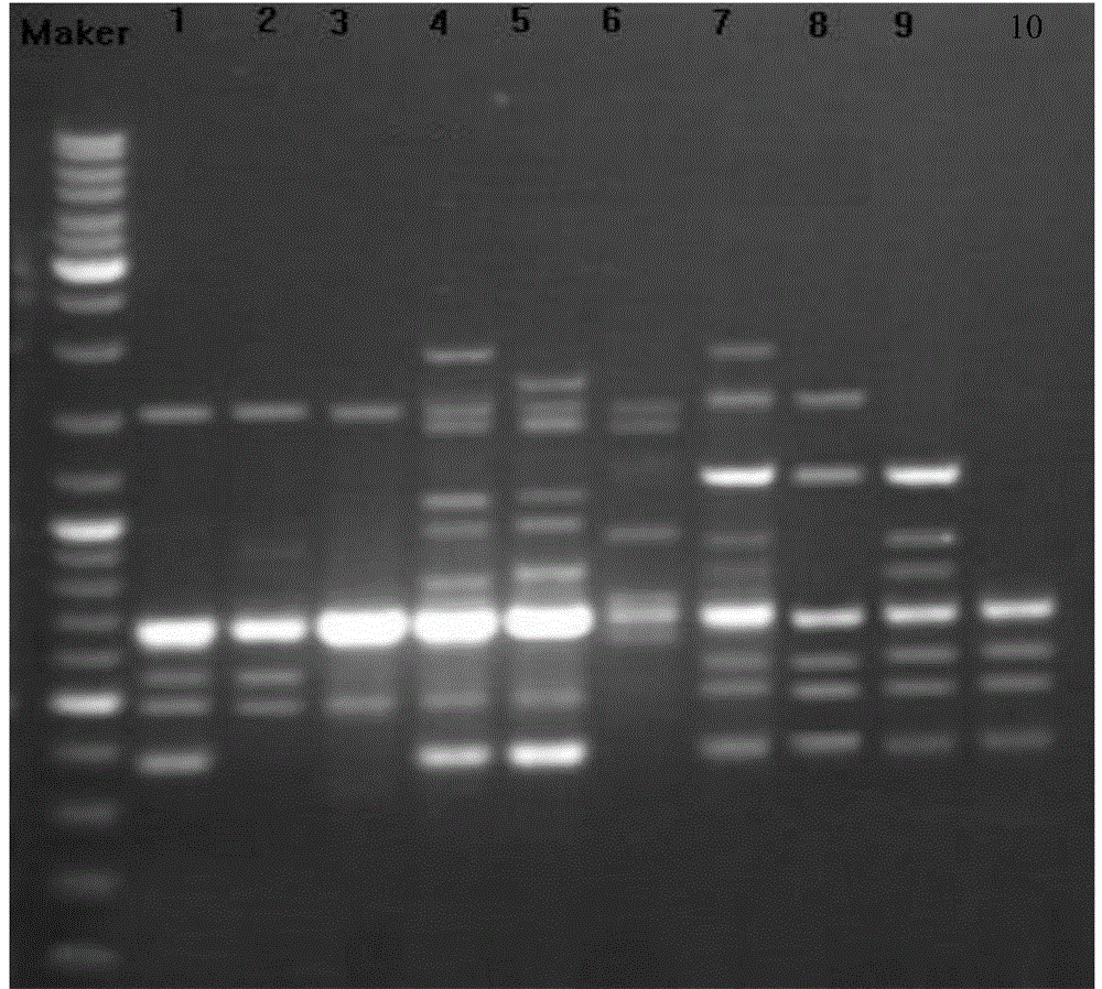 A Molecular Marker Method for Phylogenetic Relationship and Cluster Analysis of Bactrocera citrus