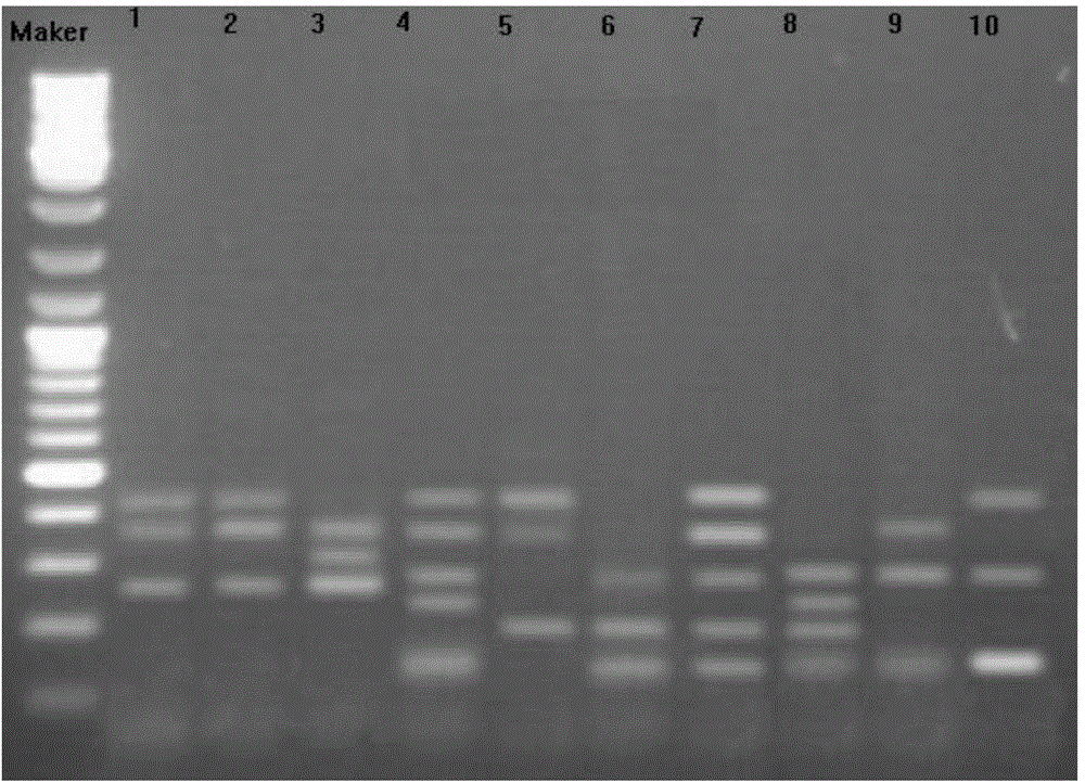 A Molecular Marker Method for Phylogenetic Relationship and Cluster Analysis of Bactrocera citrus