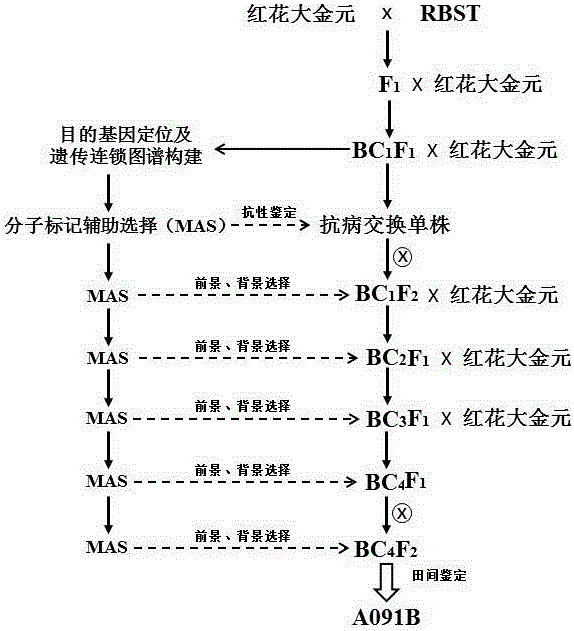 Breeding method for directed improvement of tobacco black shank resistance by molecular marker-assisted selection