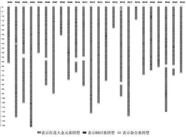 Breeding method for directed improvement of tobacco black shank resistance by molecular marker-assisted selection