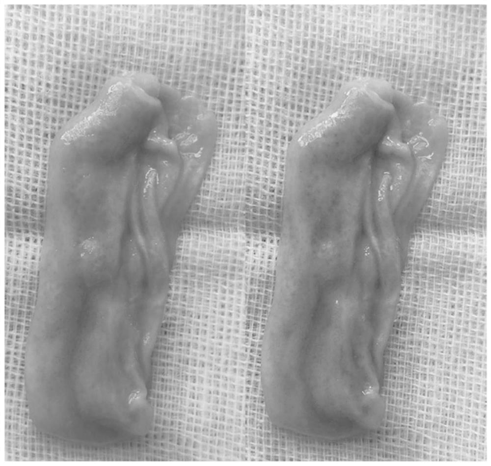 A kind of digestive tract mucous membrane staining agent, preparation method and application thereof