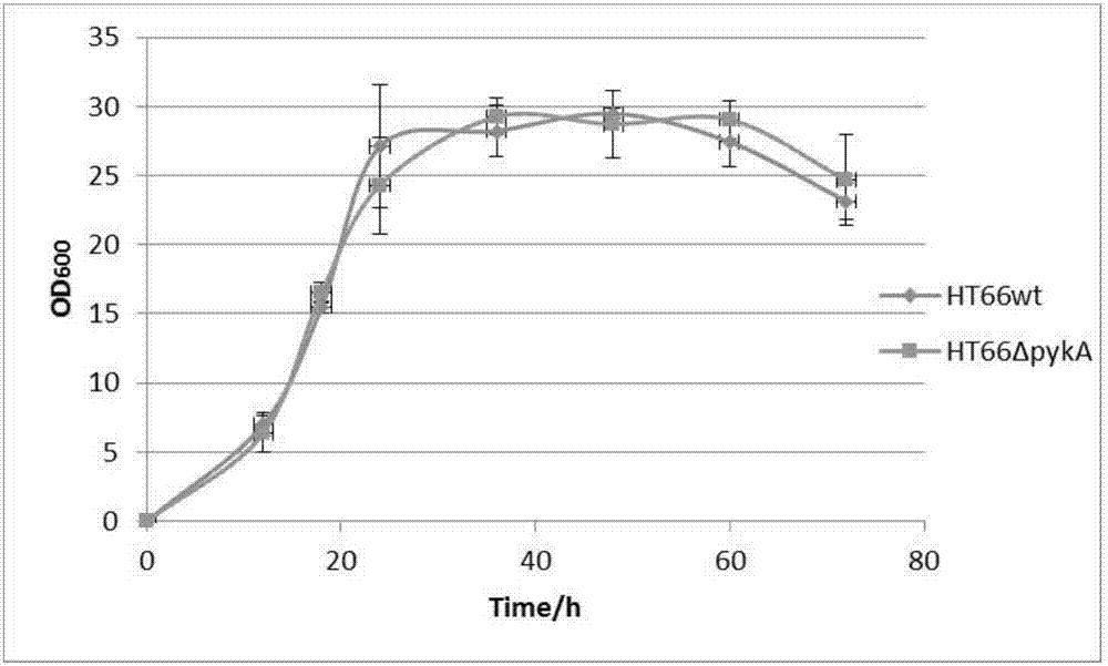 A genetic engineering strain used for producing phenazine-1-carboxamide, a preparing method thereof and uses of the strain