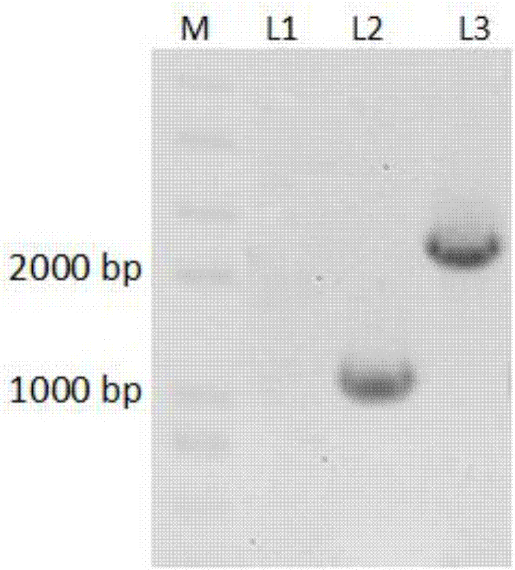 A genetic engineering strain used for producing phenazine-1-carboxamide, a preparing method thereof and uses of the strain