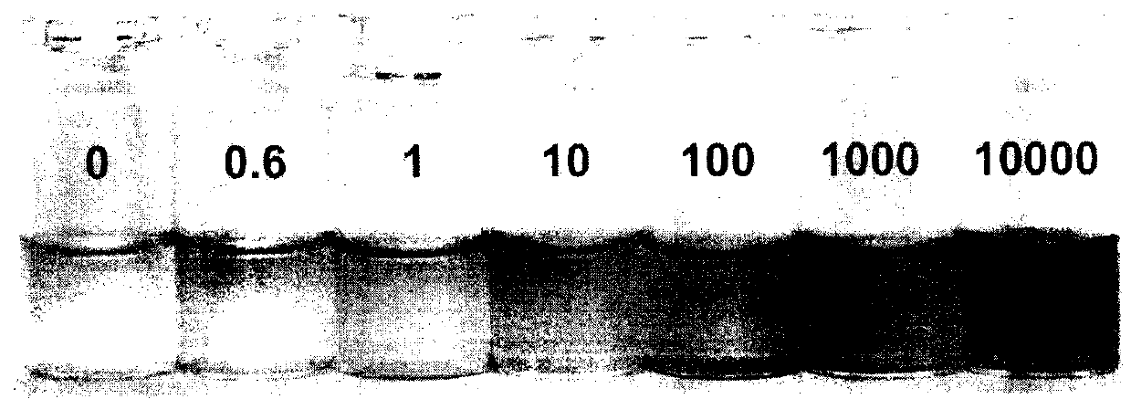 Color reagent made from colorimetry nanometer material and used for detecting melamine and application of color reagent