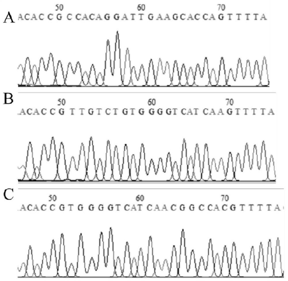 Construction method of porcine TFF1 gene knockout cell line based on CRISPR-Cas9 gene editing technology