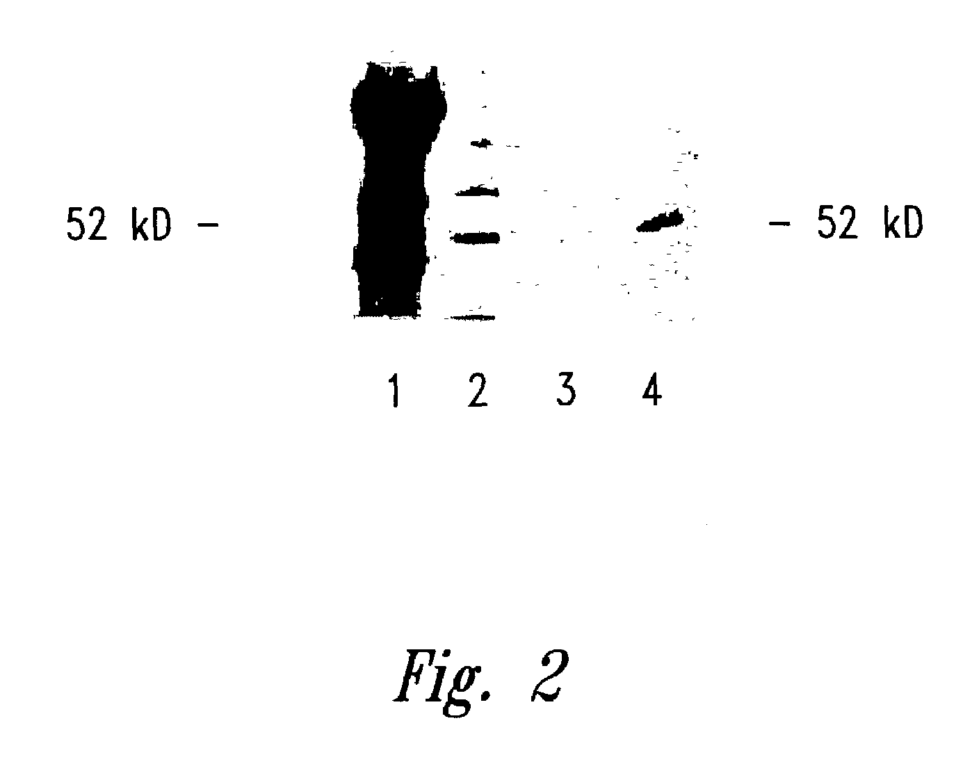 Compositions and methods for WT1 specific immunotherapy