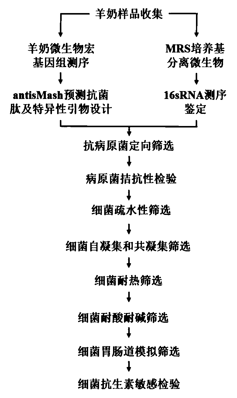 Method for directionally screening probiotic strains from Hu sheep milk